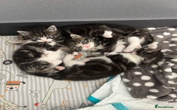 Mixed Breed cats for sale: Tabby Female Kitten, grey & white, 6 week old  - Image 5