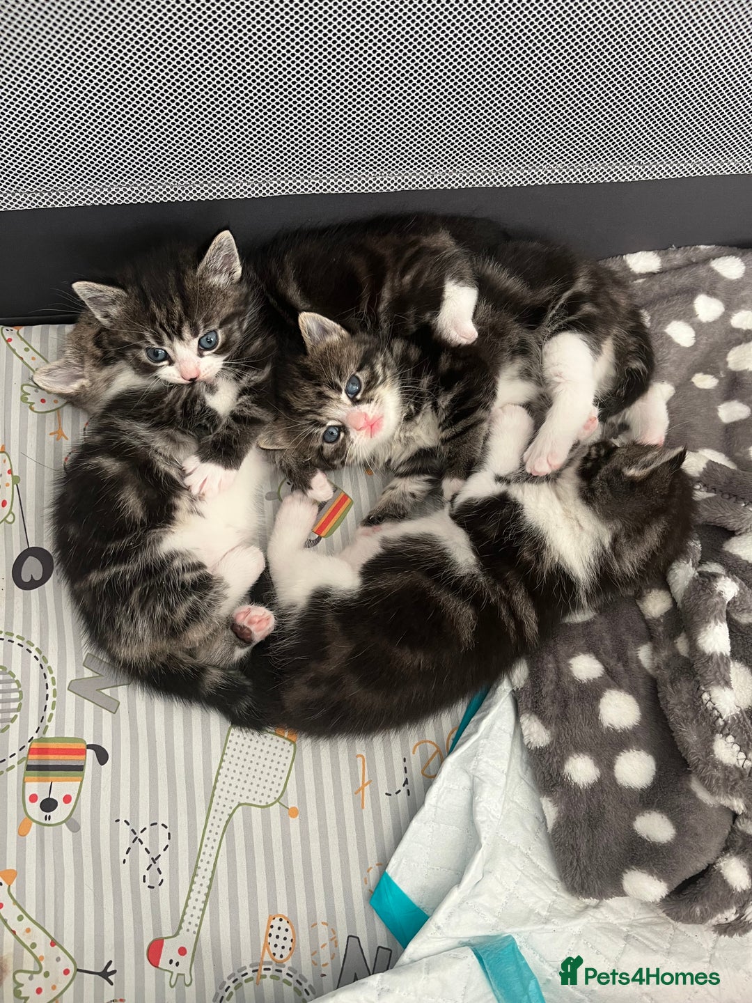 Mixed Breed cats for sale: Tabby Female Kitten, grey & white, 6 week old  - Image 5
