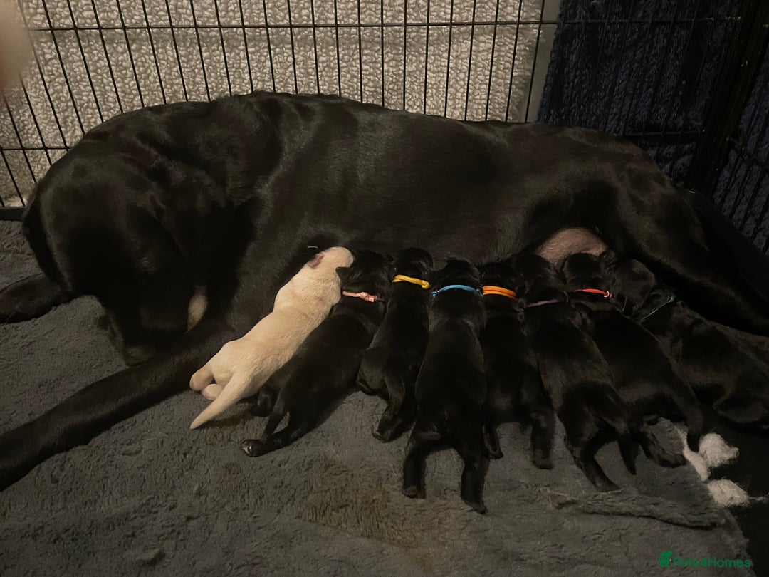 Goldador dogs for sale: Extensively health tested Goldador puppies - Image 9