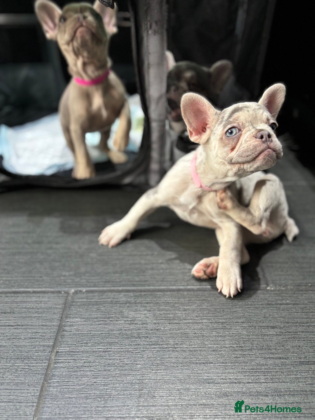 French Bulldog dogs for sale: French Bull Dog Puppies! - Image 9
