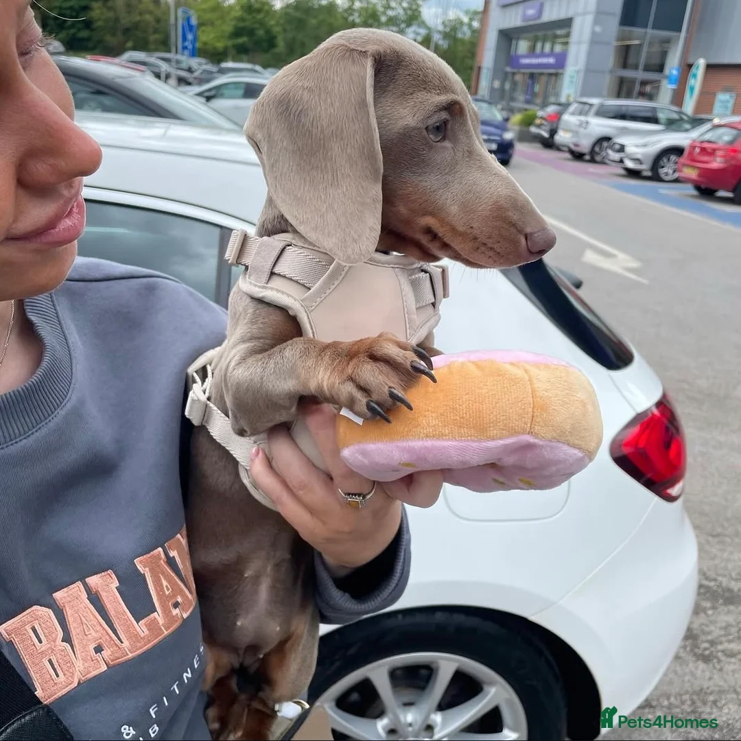 Miniature Dachshund dogs for sale: Miniature dachshund Isabella and tan - Advert 5