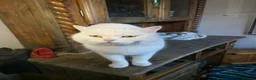 British Shorthair cats for sale: White pedigree British shorthair - Advert 9