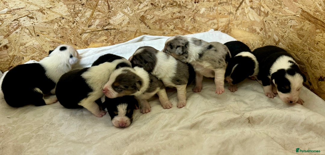 Border Collie dogs for sale: Gorgeous Collie Pups Mum ISDS Reg by Derwen Doug - Advert 10