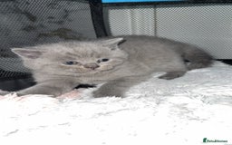 British Shorthair cats for sale: British blue shorthair in Bradford - Image 8