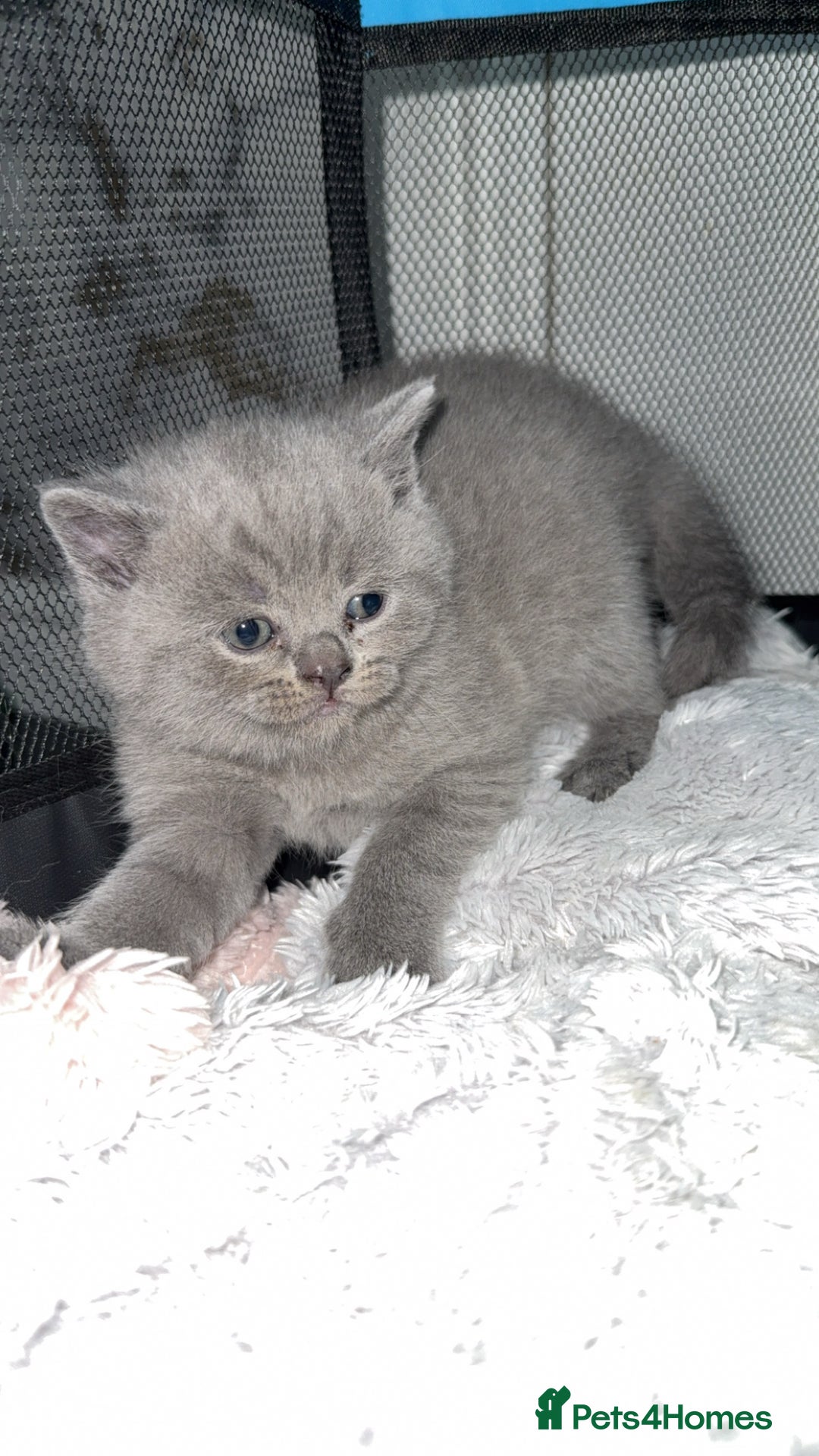 British Shorthair cats for sale: British blue shorthair in Bradford - Image 8