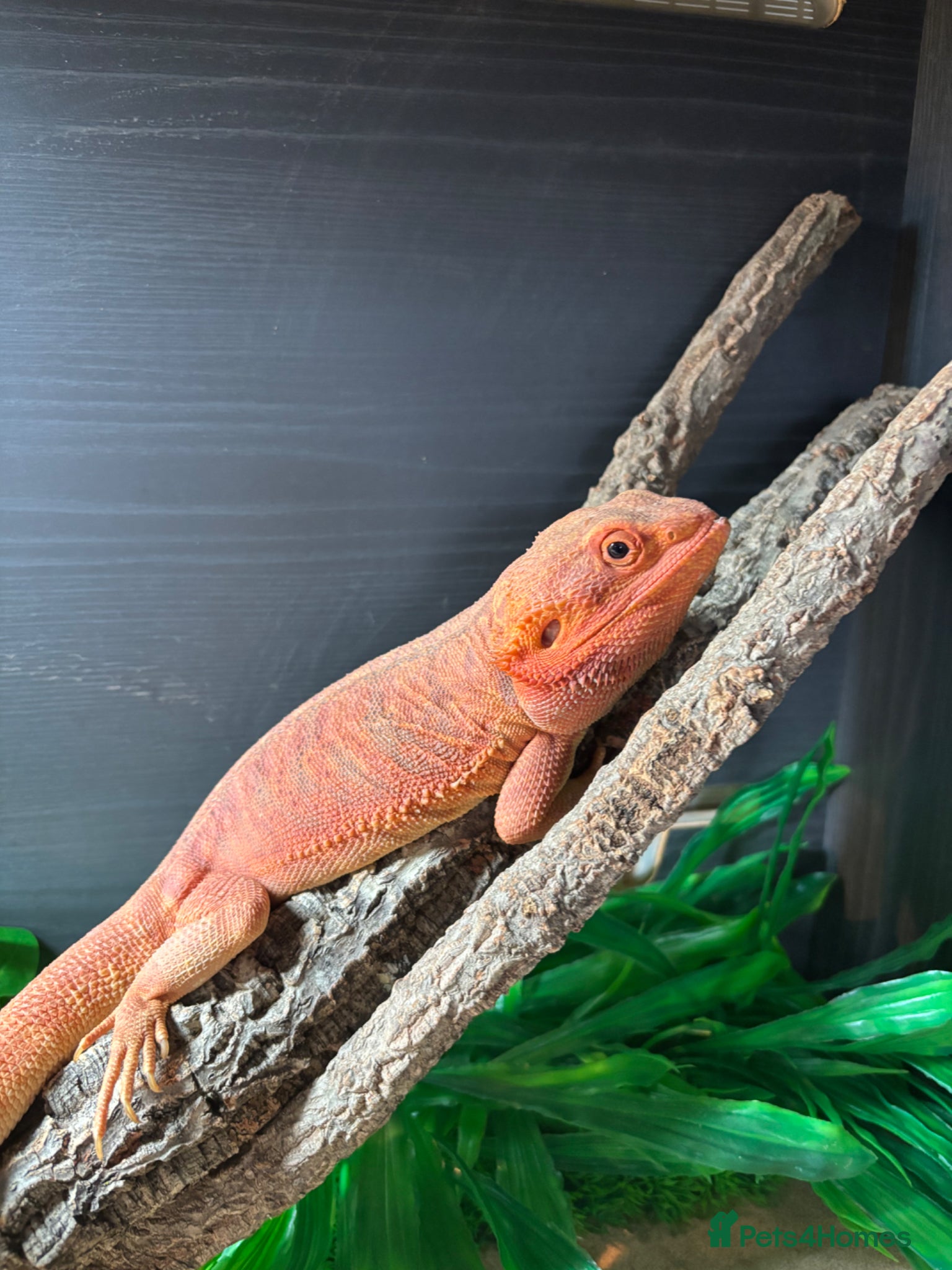 Dragon reptiles Bearded dragon  - Advert 15