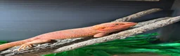 Dragon reptiles for sale: Bearded dragon  in Sunbury-on-Thames - Advert 1