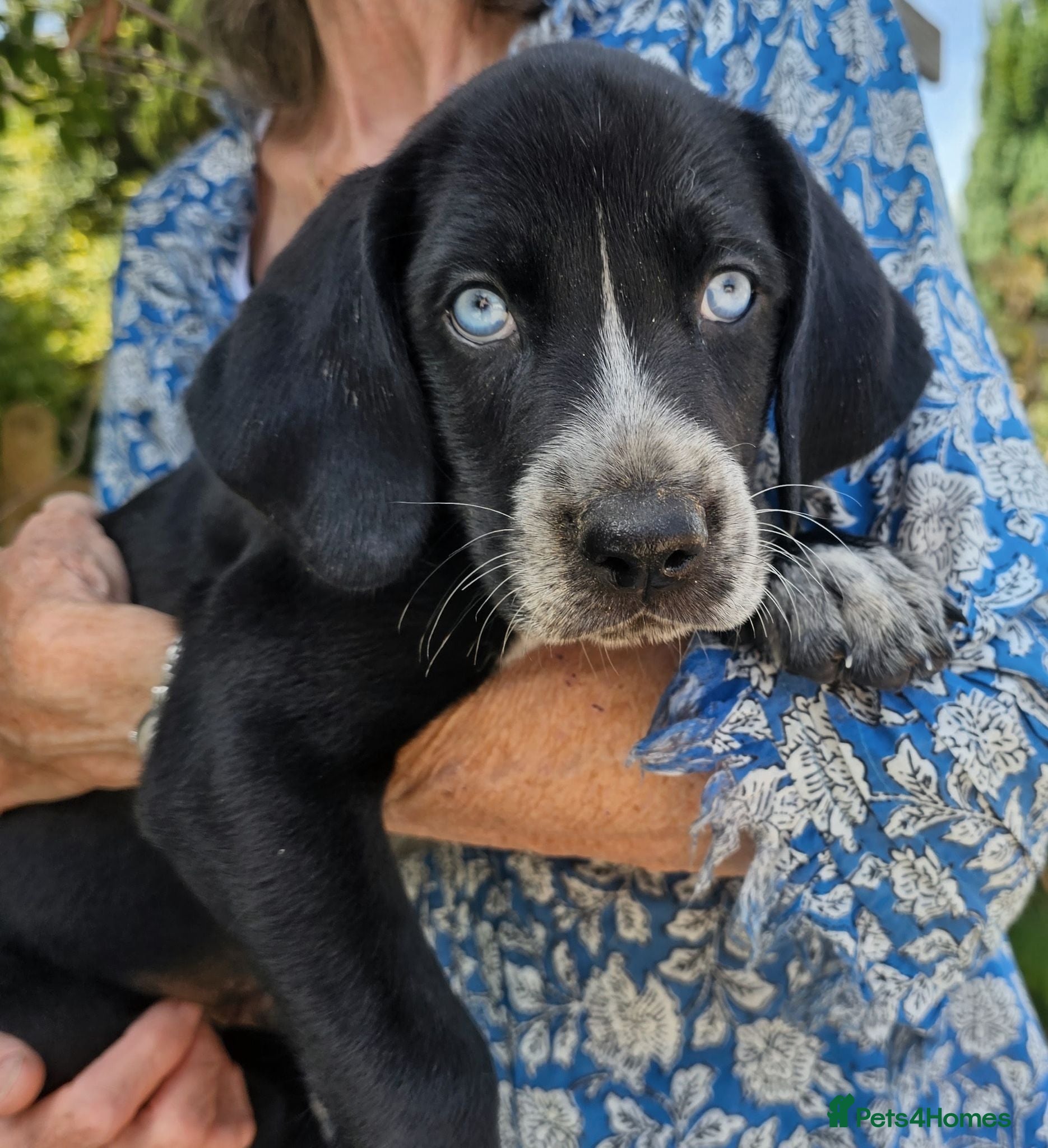 Mixed Breed dogs Labrador X Pointer Cross Puppies - Advert 1