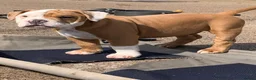 Olde English Bulldogge dogs for sale: Olde English bulldogge  - Advert 36