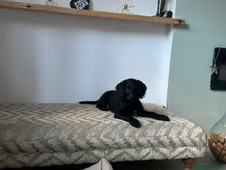 Labradoodle dogs Last 2 Labradoodles 🐾NOW READY🐾 - Advert 5