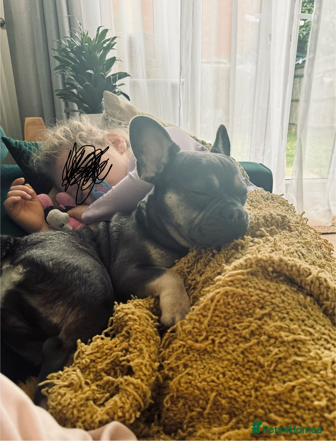 French Bulldog dogs for sale: Lovely French Bulldog Female for sale - Image 4