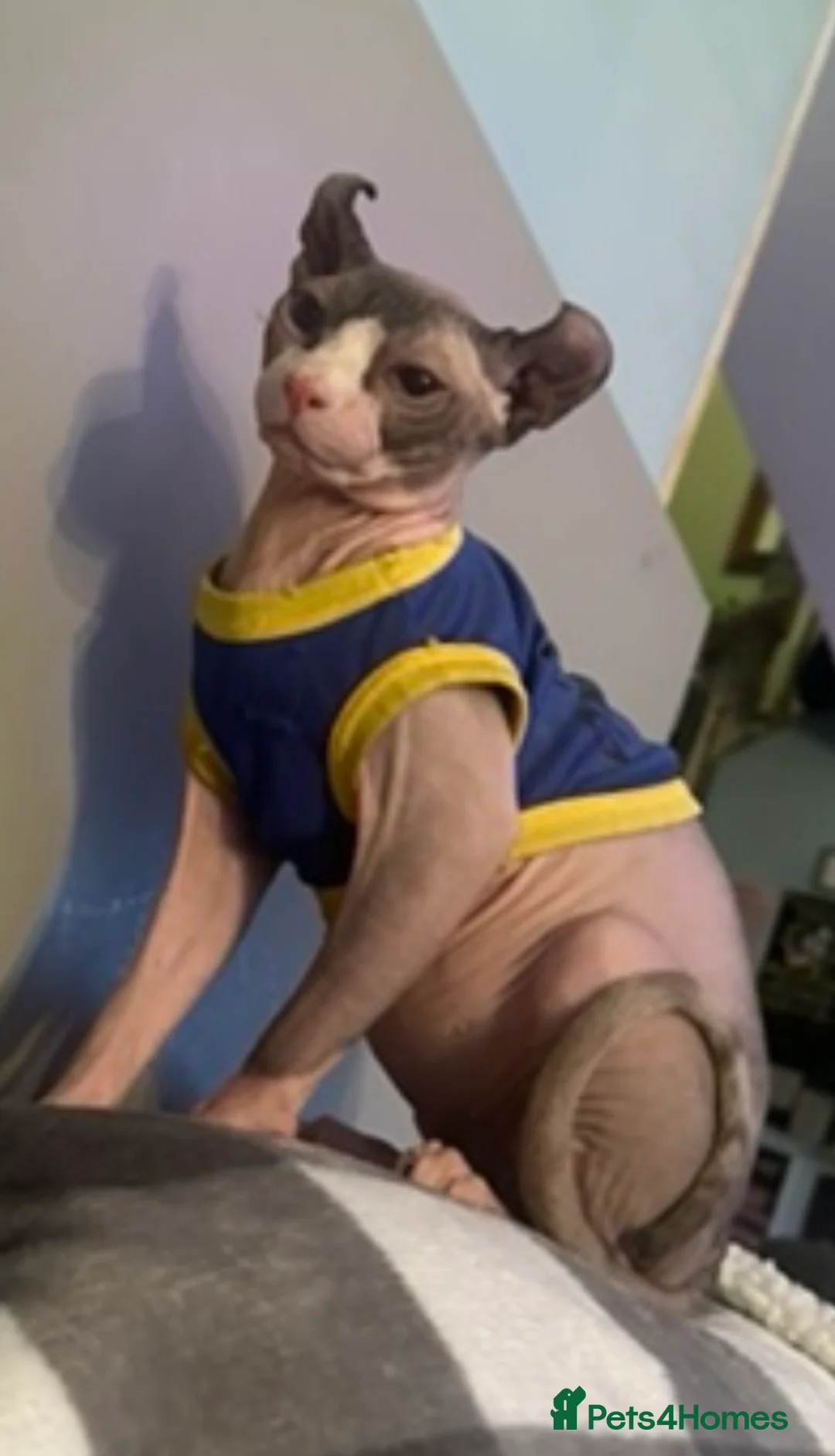 Sphynx cats for sale: £250 rehoming fee for Sphynx! - Advert 3
