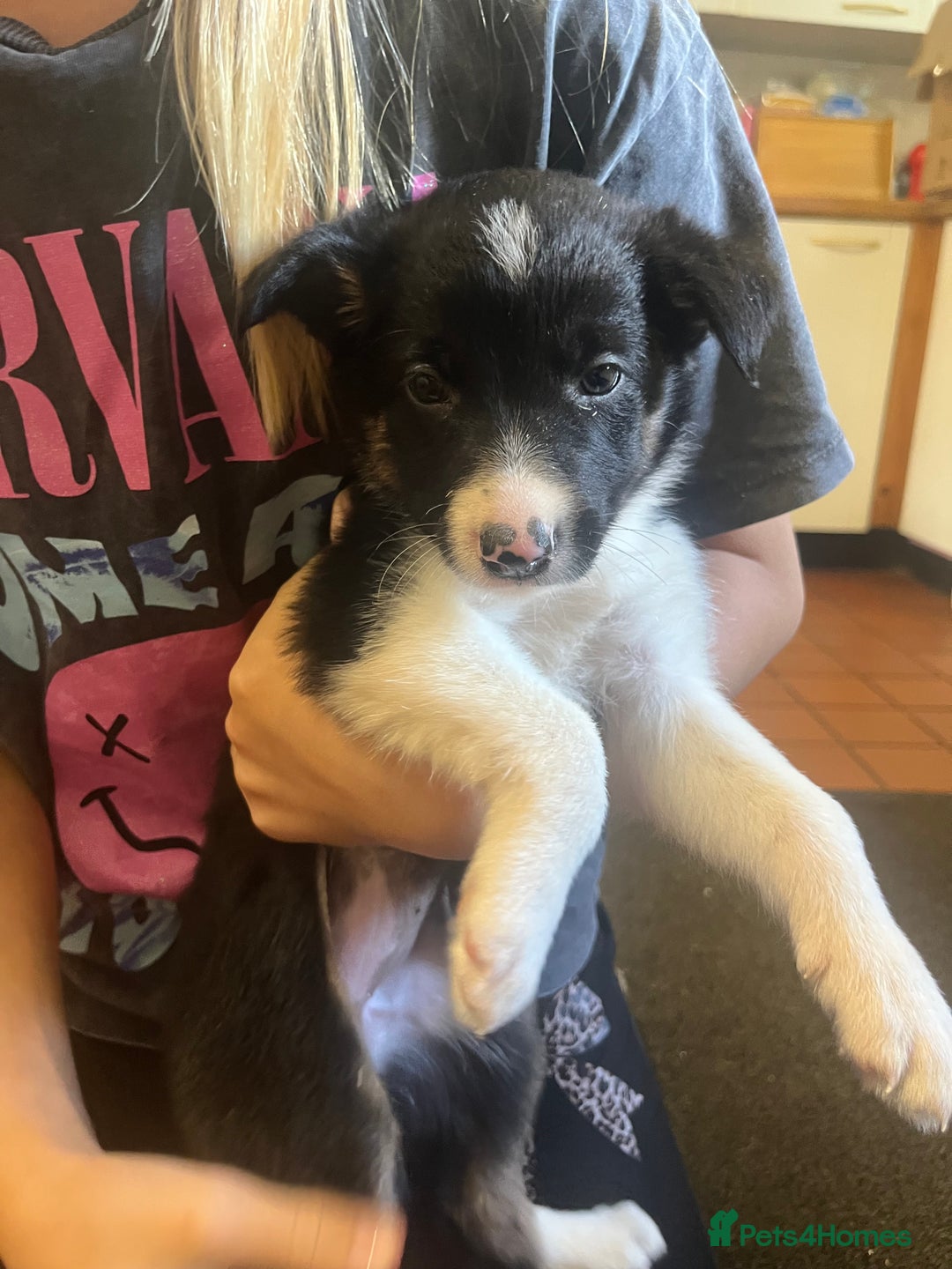 Border Collie dogs for sale: 7 collie puppies available end of October  - Image 5