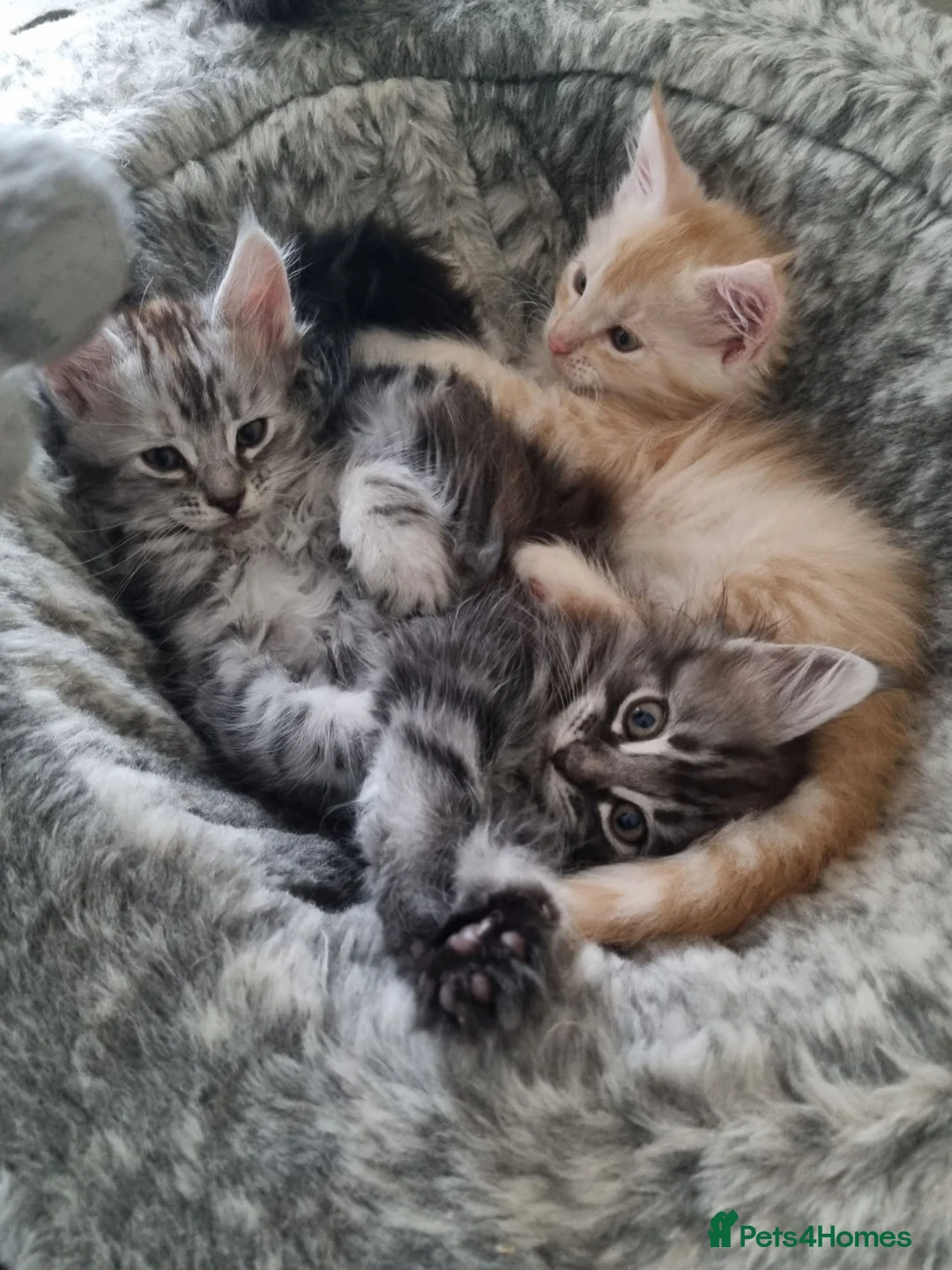 Maine Coon cats for sale: Beautiful GCCF maine coon kittens  - Advert 2