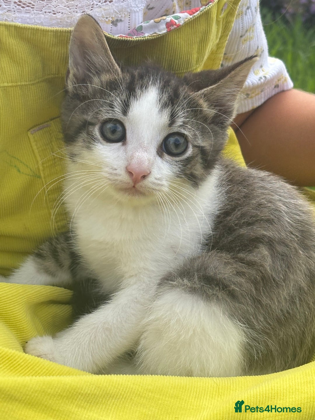 Mixed Breed cats for sale: kittens looking for their forever home - Image 8