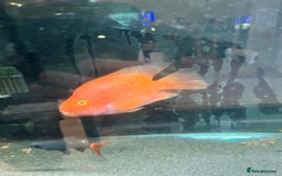 Cichlids fish for sale: Parrot Fish - Image 7