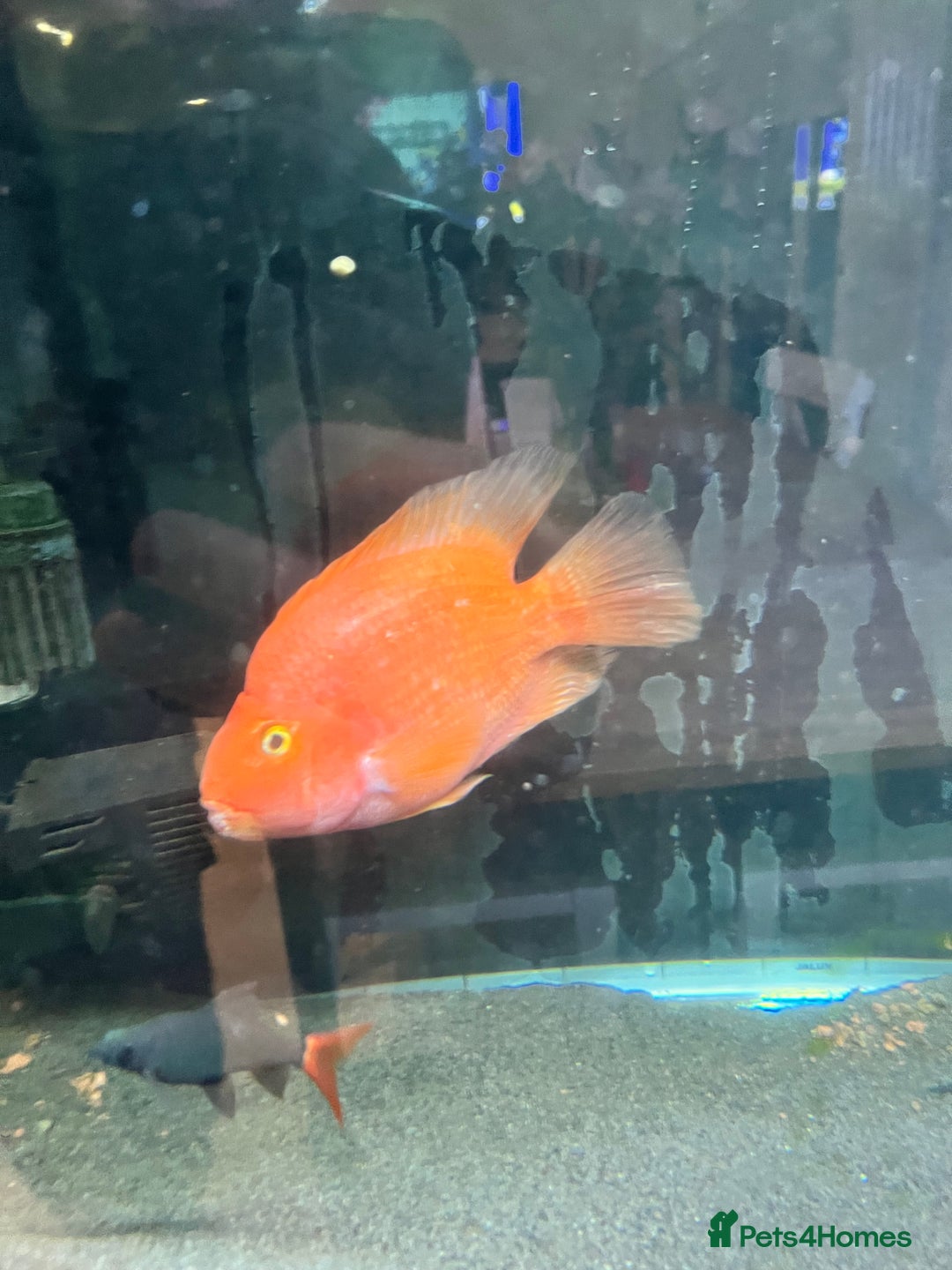 Cichlids fish for sale: Parrot Fish - Image 7