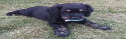 American Cocker Spaniel dogs for sale: ADORABLE YANKEE DOODLES  in Lauder - Advert 3