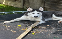 Siberian Husky dogs for sale: Siberian Huski in Bishop's Stortford - Advert 4
