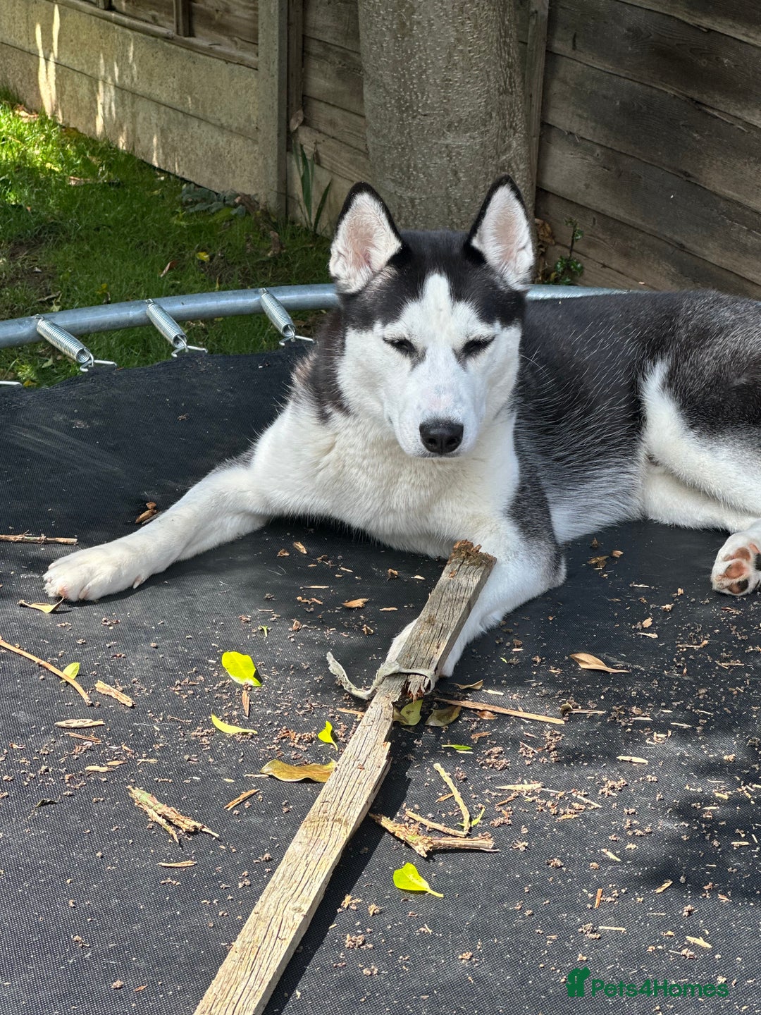 Siberian Husky dogs for sale: Siberian Huski in Bishop's Stortford - Advert 4