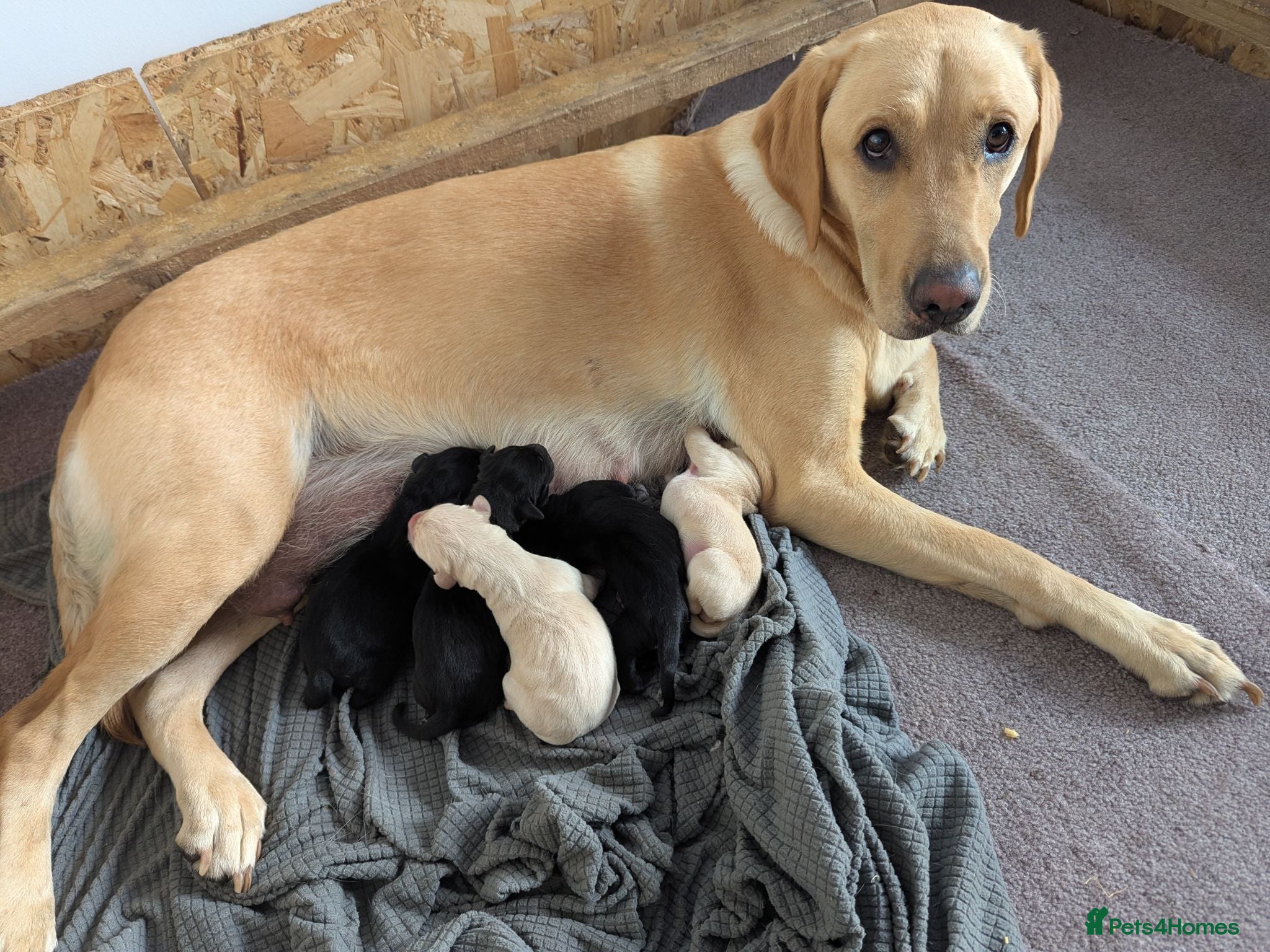 Labrador Retriever dogs Yellow and black Labrador puppies  - Advert 1
