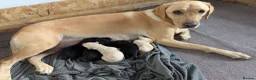 Labrador Retriever dogs for sale: Yellow and black Labrador puppies  in Cambridge - Advert 1