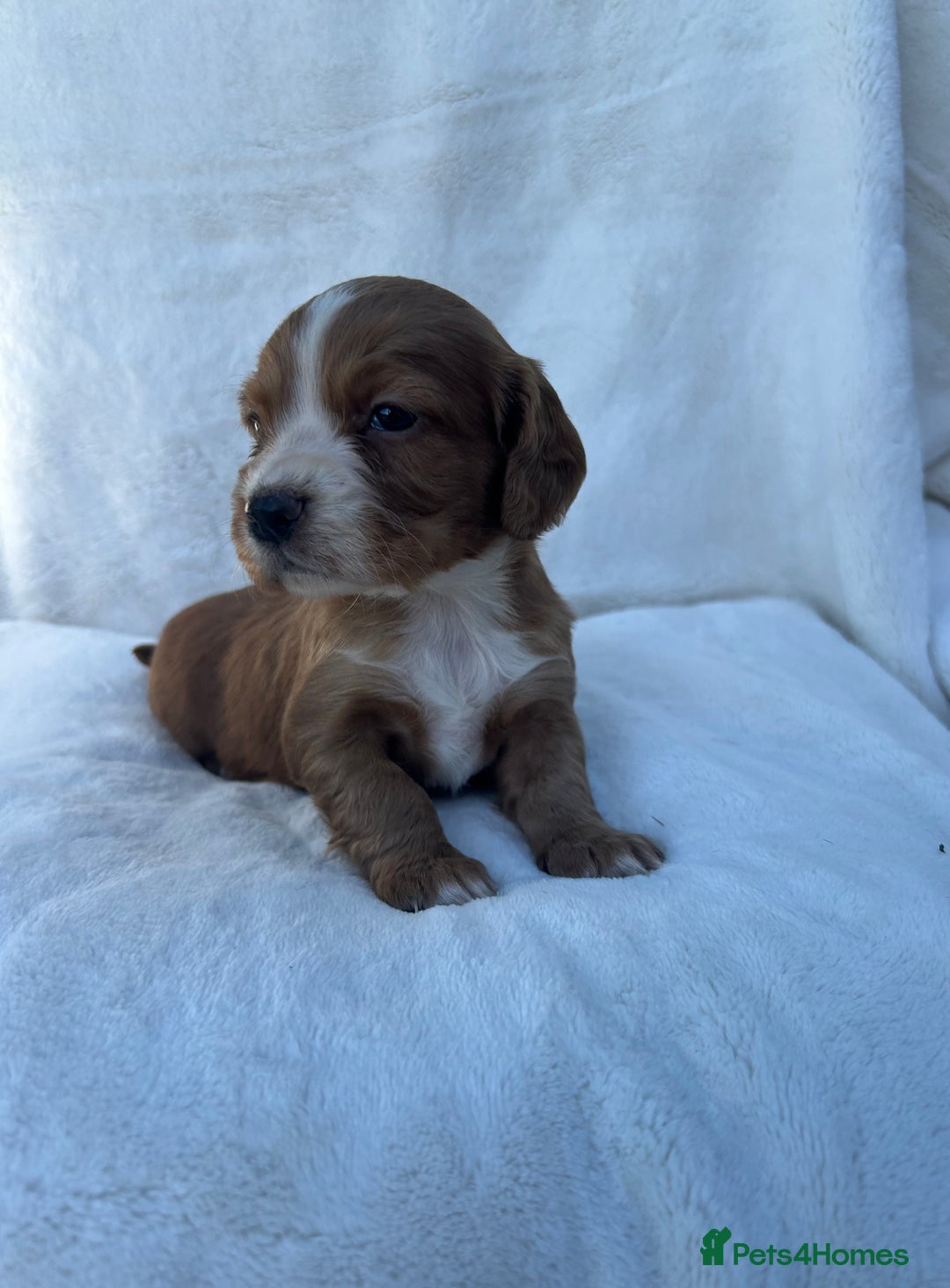 Cocker Spaniel dogs for sale: Beautiful kc registered cockerspaniel puppies  - Image 30