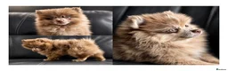 Pomeranian dogs for sale: READY🏡DWKC✨DNA 100% POM!🧬HEALTH TESTED!🧬 - Advert 1