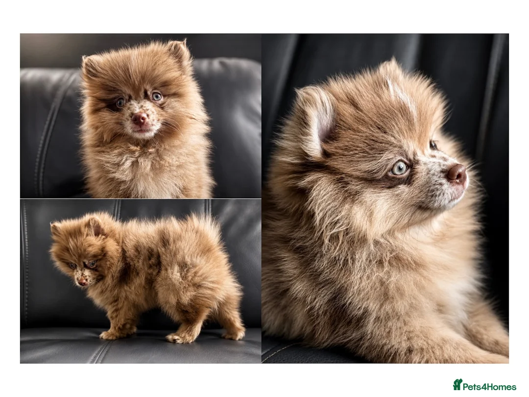 Pomeranian dogs for sale: READY🏡DWKC✨DNA 100% POM!🧬HEALTH TESTED!🧬 - Advert 1
