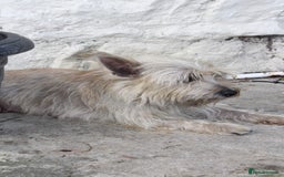 Mixed Breed dogs for sale: Gorgeous CairnJacks - Image 11