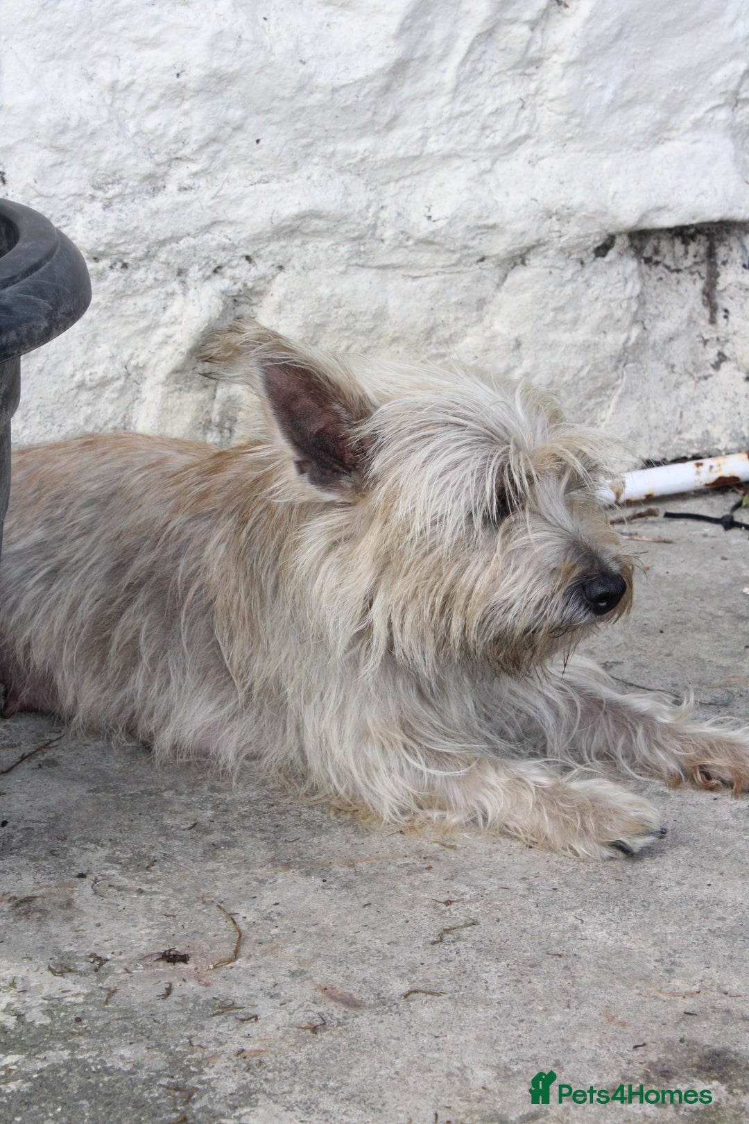 Mixed Breed dogs for sale: Gorgeous CairnJacks - Image 11