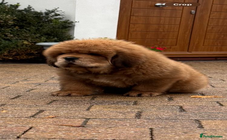 Tibetan Mastiff dogs - Advert 1