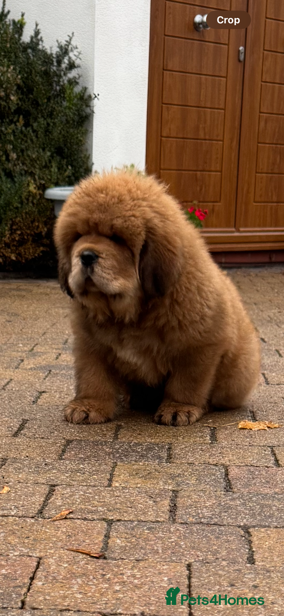 Tibetan Mastiff Puppies for sale Pets4Homes