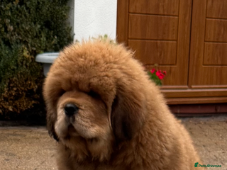 Tibetan Mastiff dogs - Advert 17