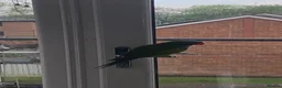Parakeets birds for sale: ELVIS - male Derbyian 2.5 years old - Advert 4