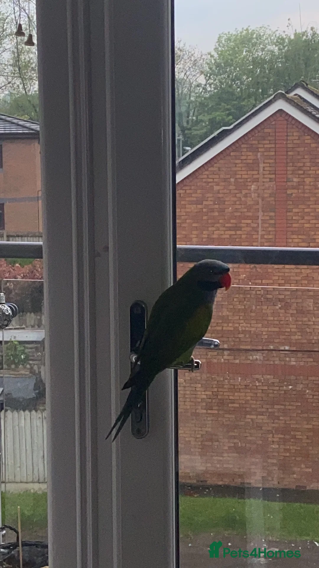 Parakeets birds for sale: ELVIS - male Derbyian 2.5 years old - Advert 4