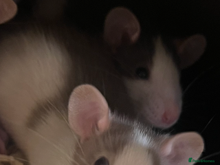 Rat rodents Show quality pet rats - Advert 1