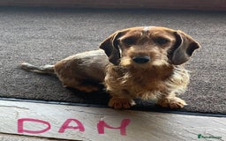 Miniature Dachshund dogs for sale: Quality Dachshund puppies - Image 26