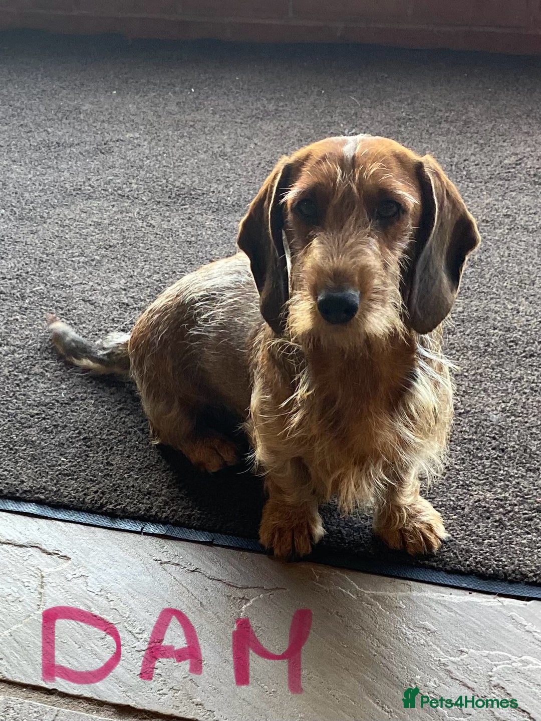 Miniature Dachshund dogs for sale: Quality Dachshund puppies - Image 26