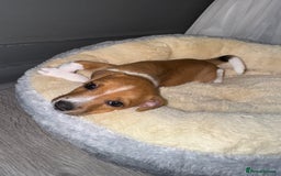 Jack Russell dogs for sale: Jack Russell pup - Image 5