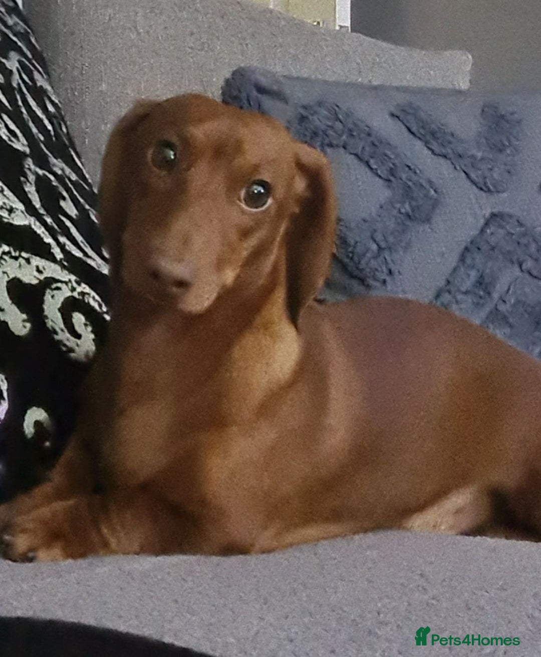 Miniature Dachshund dogs for stud: Richie proven and ready to stud. in Liverpool - Advert 13