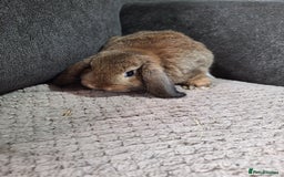 Mini Lion Lop rabbits for sale: mini lop does  babies for sale  - Image 4