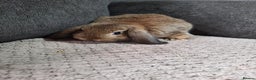 Mini Lion Lop rabbits for sale: mini lop does  babies for sale  - Advert 4