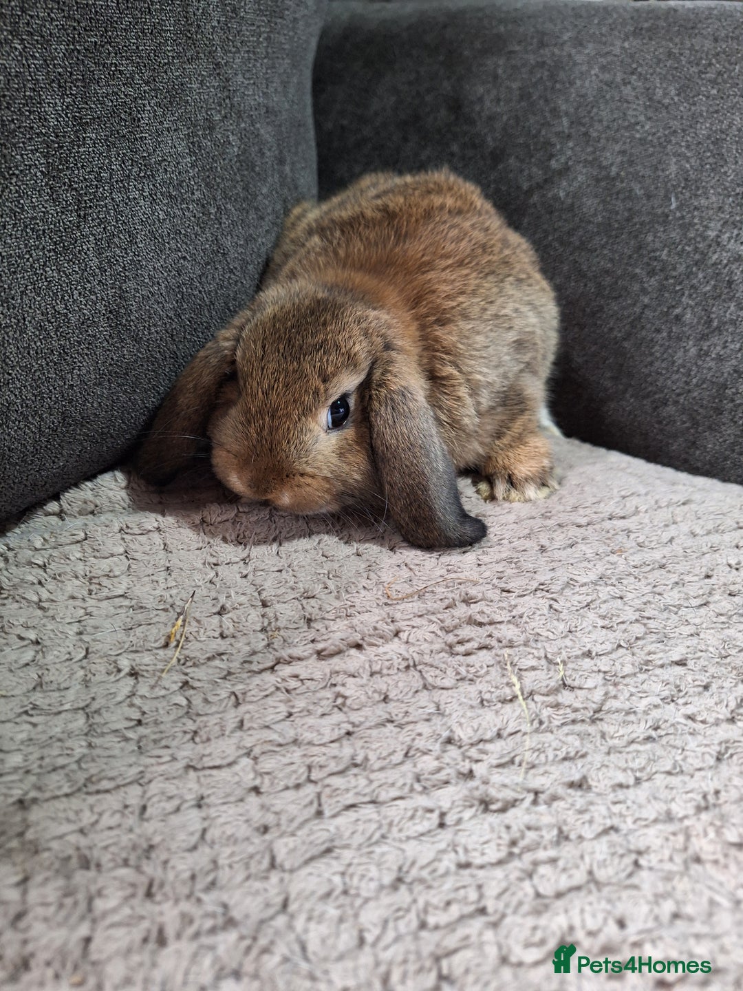 Mini Lion Lop rabbits for sale: mini lop does  babies for sale  - Image 4