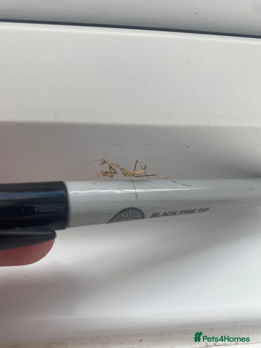 Mixed Breed invertebrates for sale: Fancy springtails , millipedes , beetles , mantis  - Advert 2