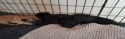 Sheprador dogs for sale: K.C registered German Shepherd × Labrodore pups  - Advert 24