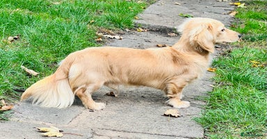 Miniature Dachshund dogs KC Miniature Dachshund Stud - Advert 3