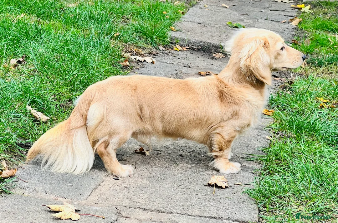 Miniature Dachshund dogs for stud: KC Miniature Dachshund Stud - Advert 3