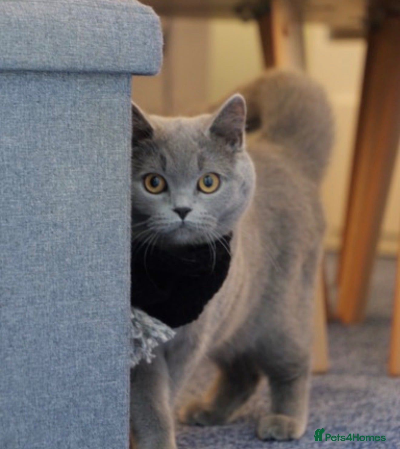 British Shorthair cats Mina – Loving Home Needed - Advert 4