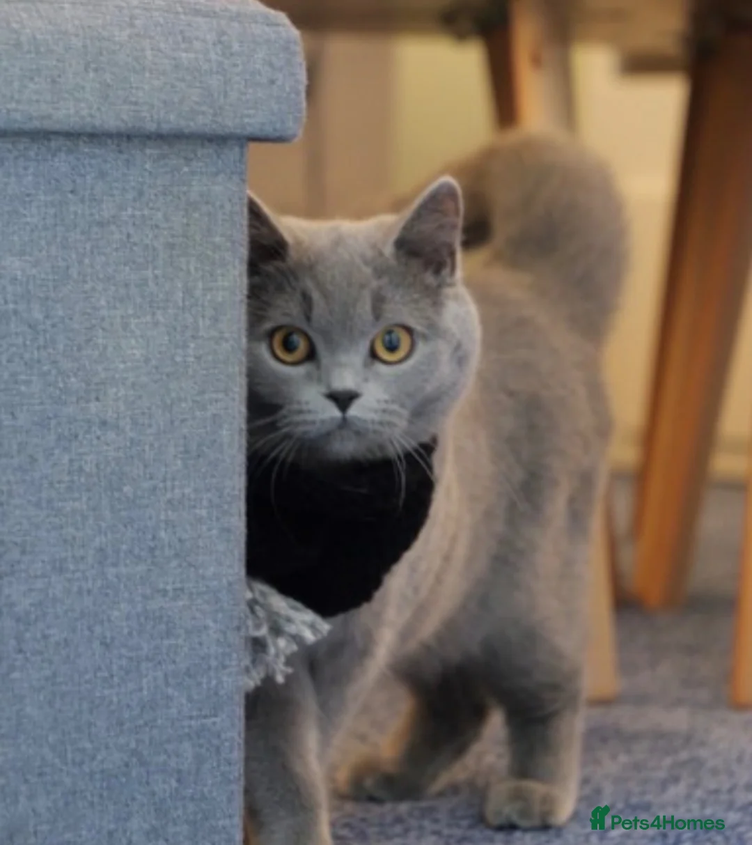 British Shorthair cats for sale: Mina – Loving Home Needed - Advert 1